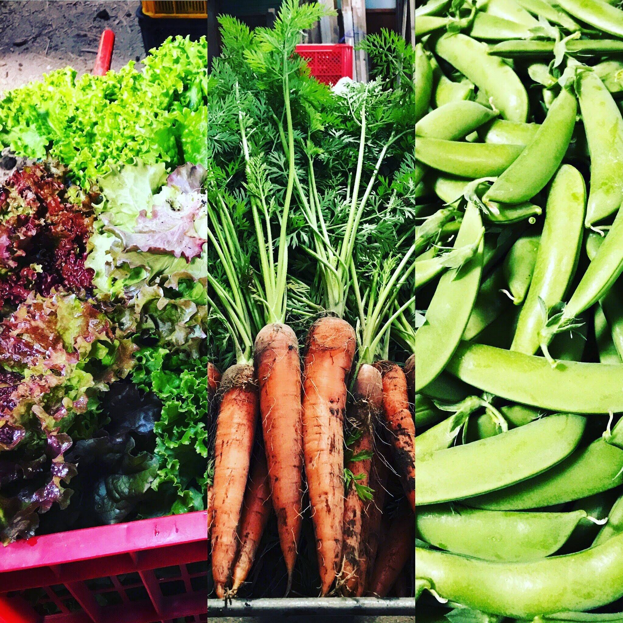 Freshly harvested carrots, lettuce and snap peas