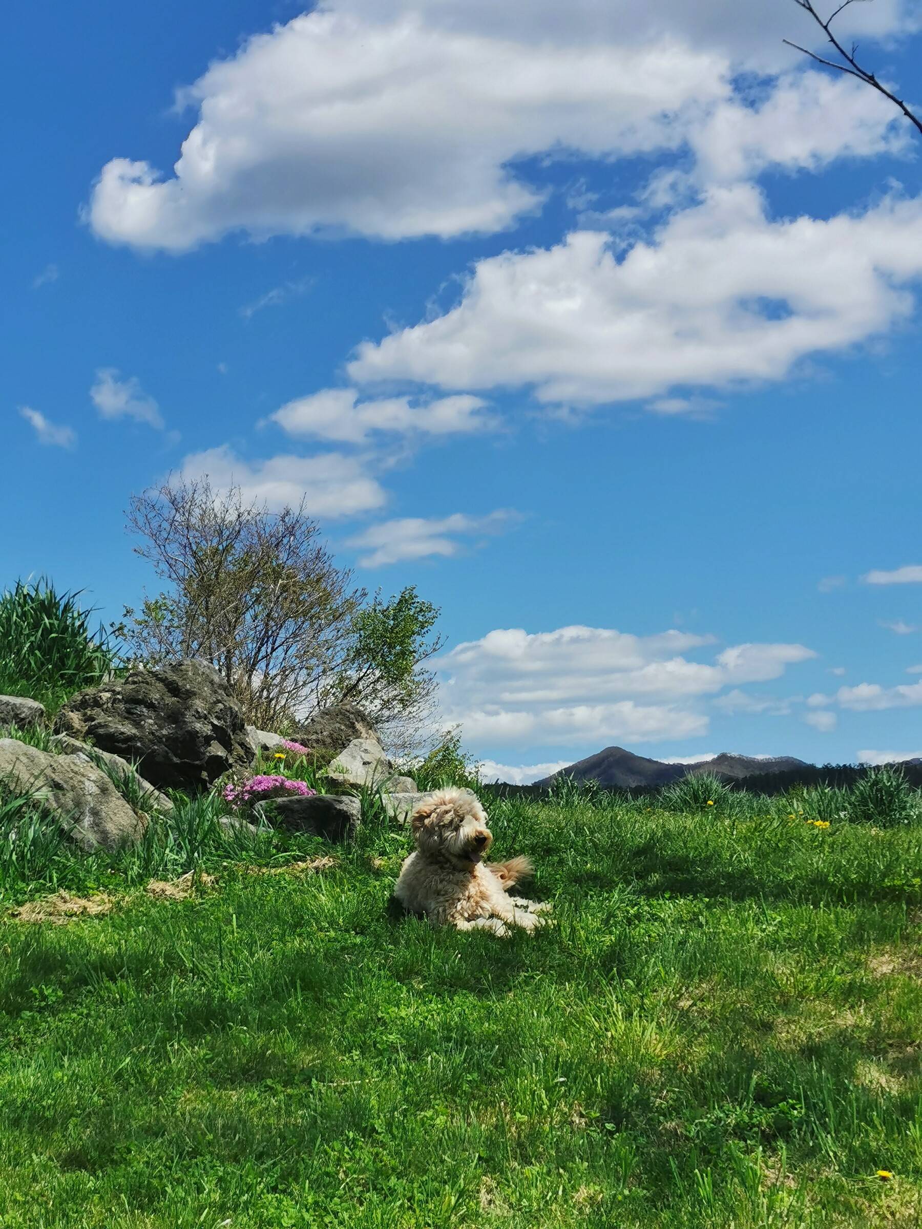 Volcanic rocks and grass under a summer sky