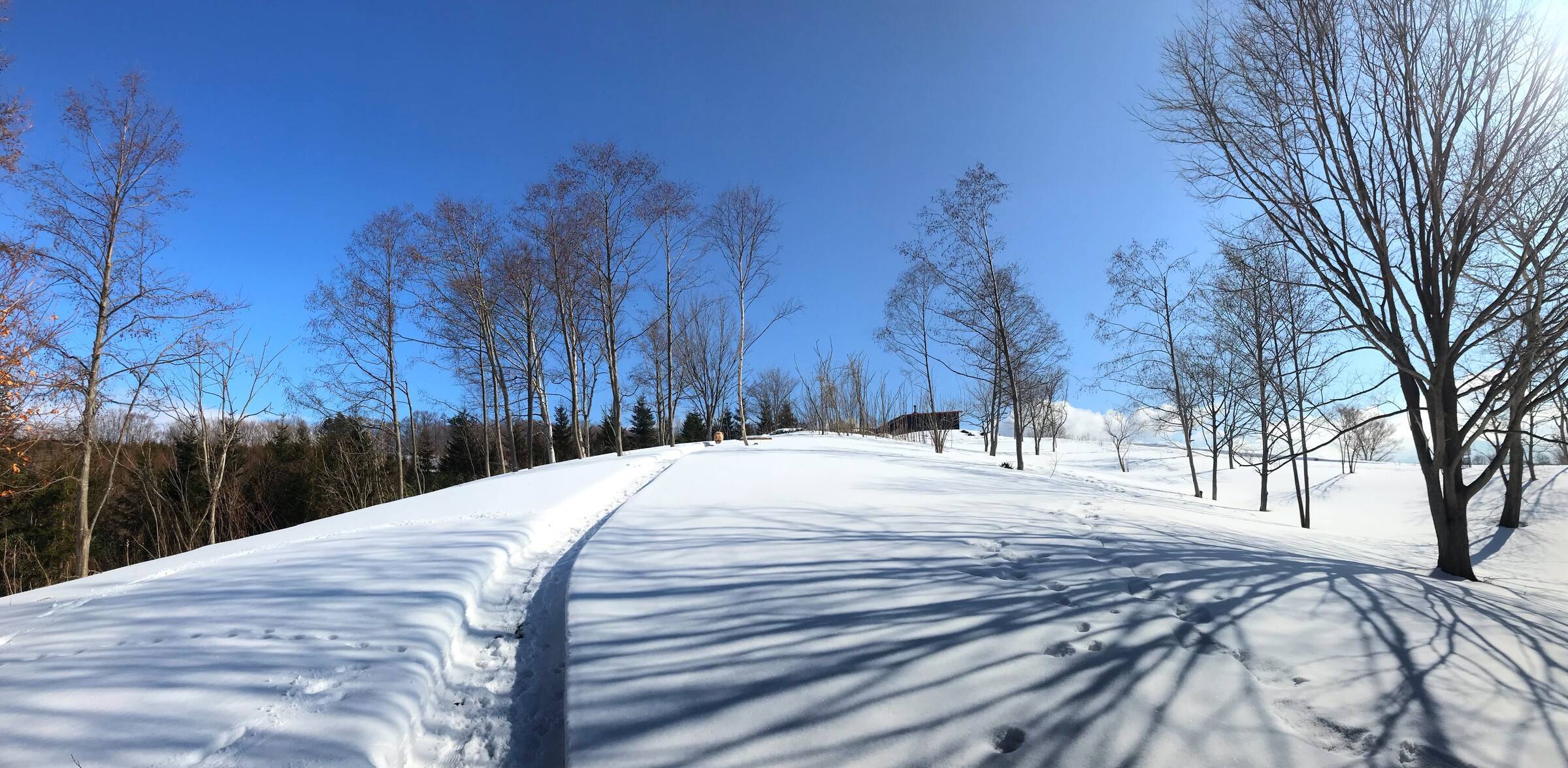 A snowy path through bare winter trees