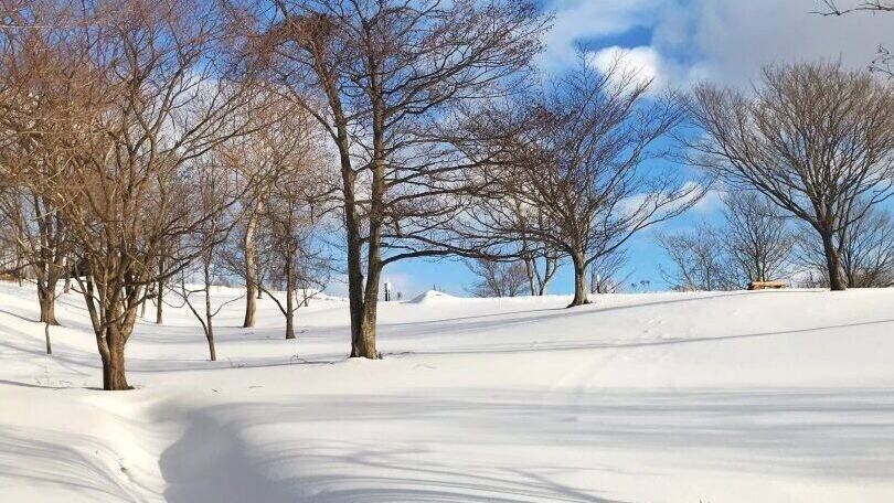Snow-covered trees under a blue sky