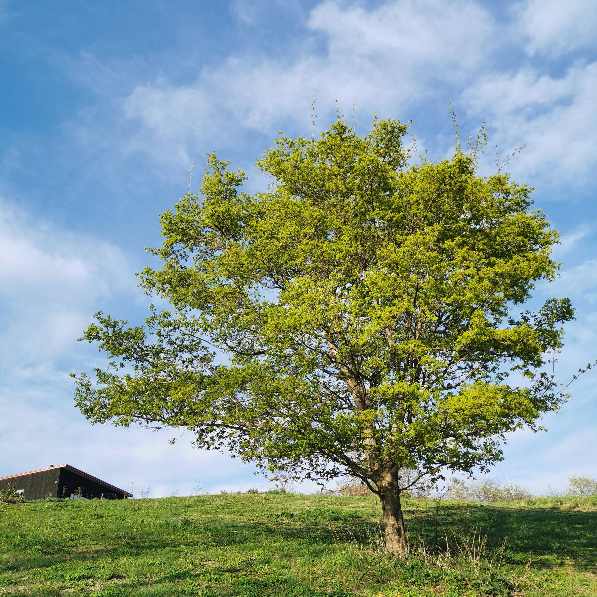A lone tree on the green hilltop in summer